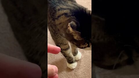 Both of my Cats Bing Chilling