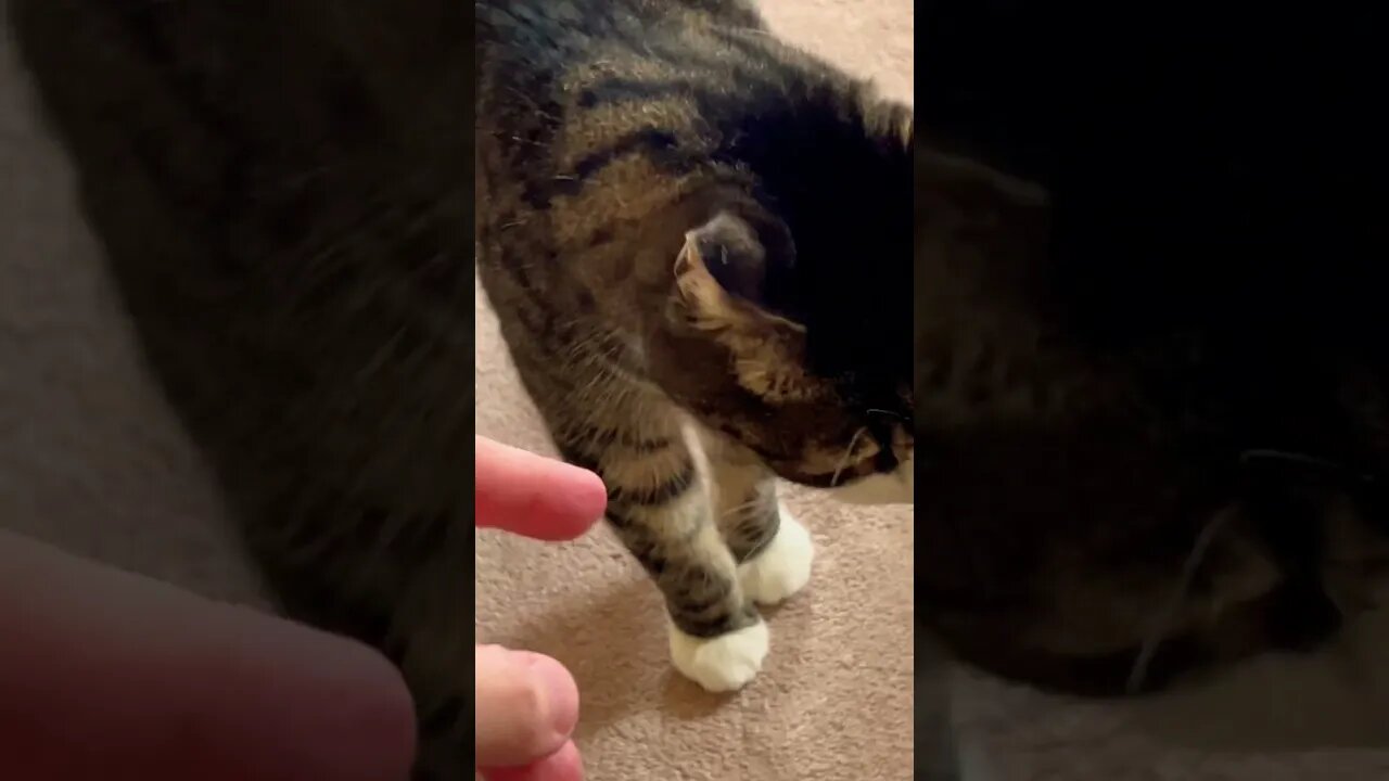 Both of my Cats Bing Chilling