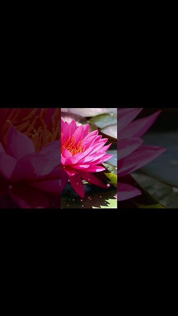 1 Minute Meditation I'M GRATEFUL FOR MY STRENGTHS #shorts #youtubeshorts #1minutemeditation #zen