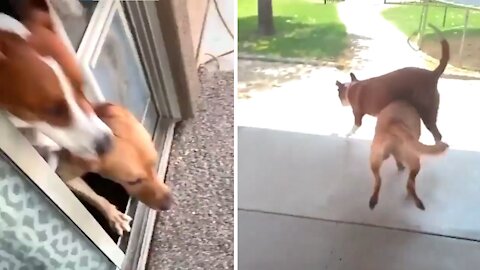 Funny Dogs Video Try Not To Laugh - Impossible