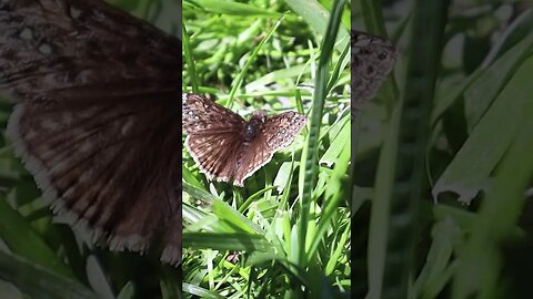 🦋 Grassy Moth 🦋