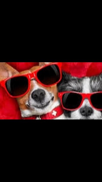 Dog Funny video try to not laugh