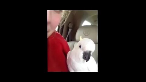 peekaboo Peekaboo Parrot Featured Cockatoo Parrot