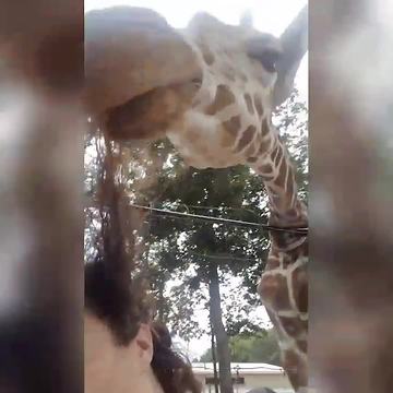 Giraffe Bites Woman’s Hair