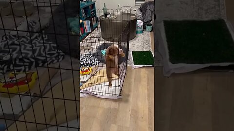 Prison break.. #shorts #dog