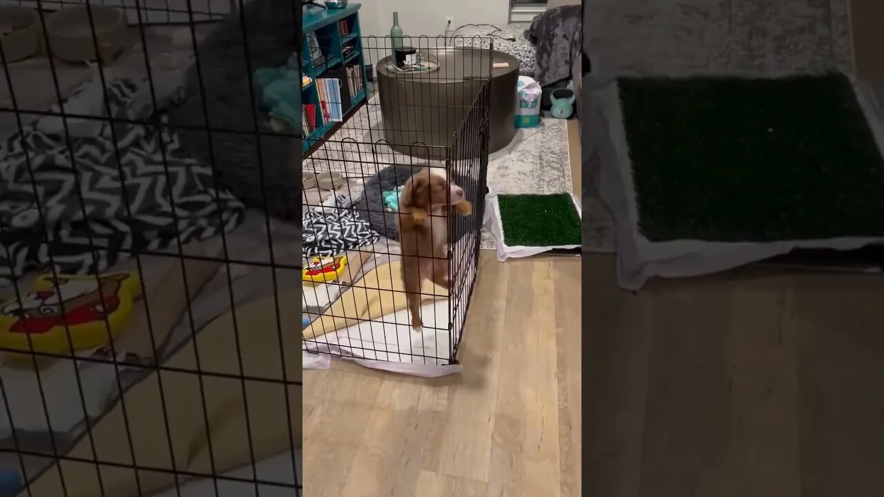 Prison break.. #shorts #dog