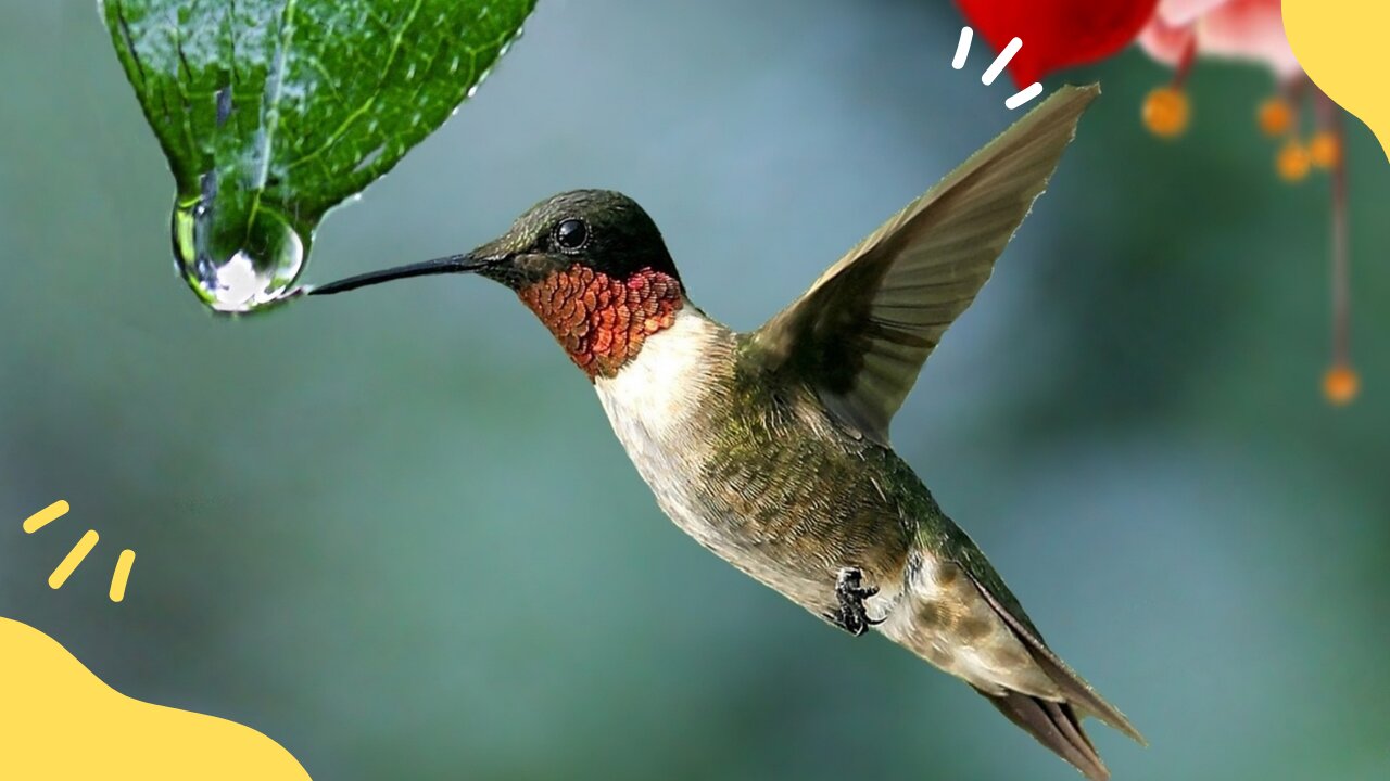 Birds Video Different types of Birds in the world beautiful Birds Birds videos