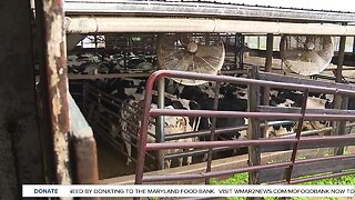Market for some dairy products sours during shut down
