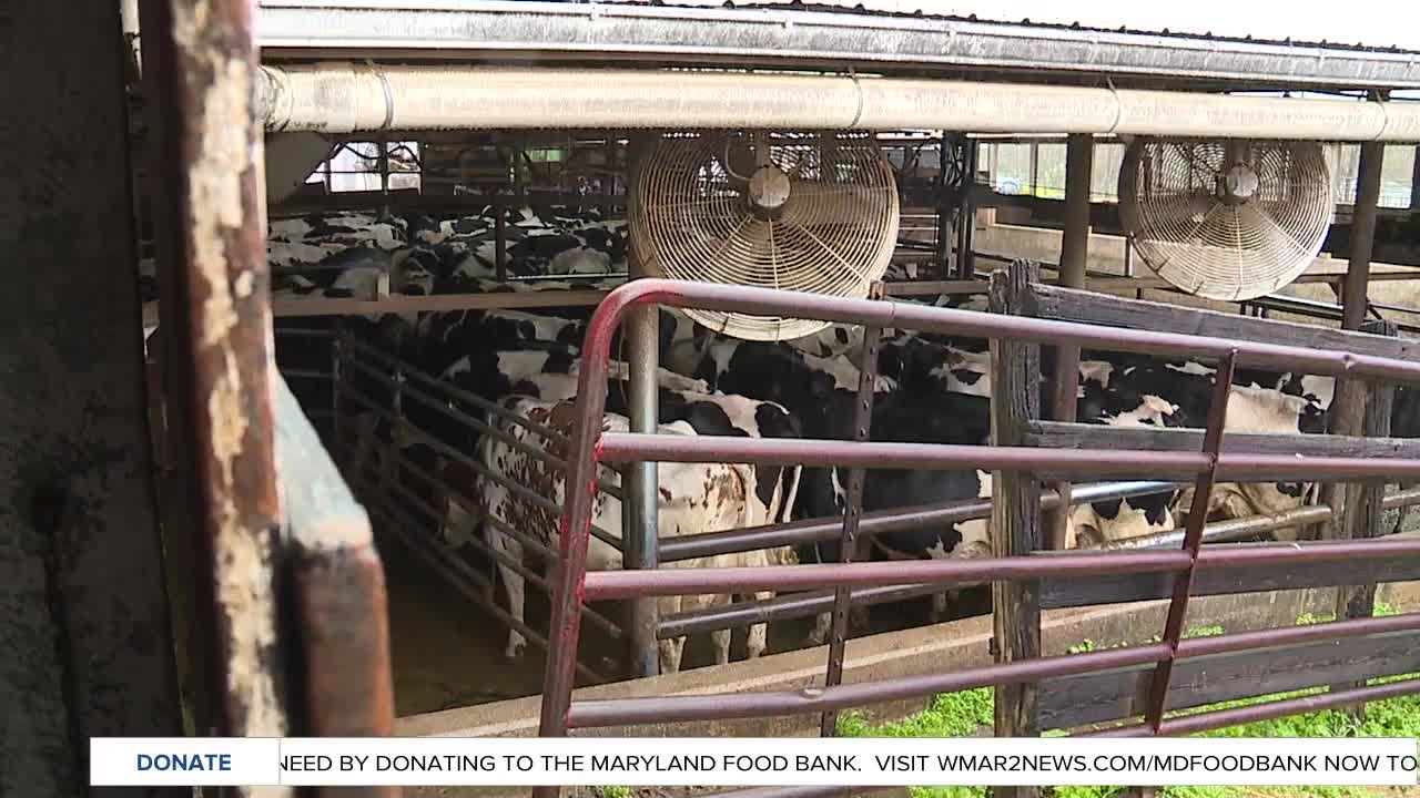Market for some dairy products sours during shut down