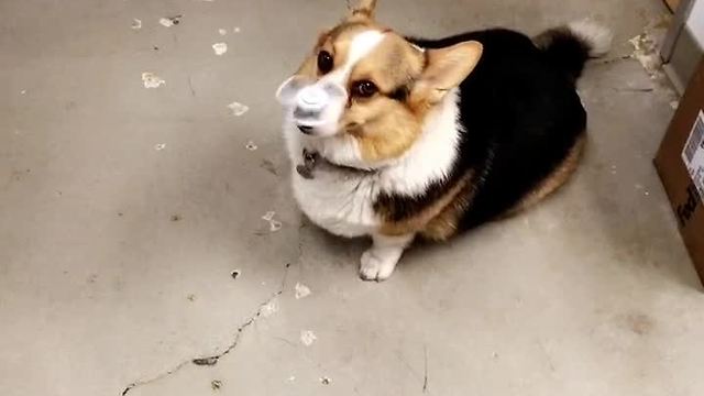 Corgi Flawlessly Balances Fidget Spinner On His Nose