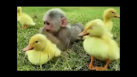 Monkey hanging out with his duck friends