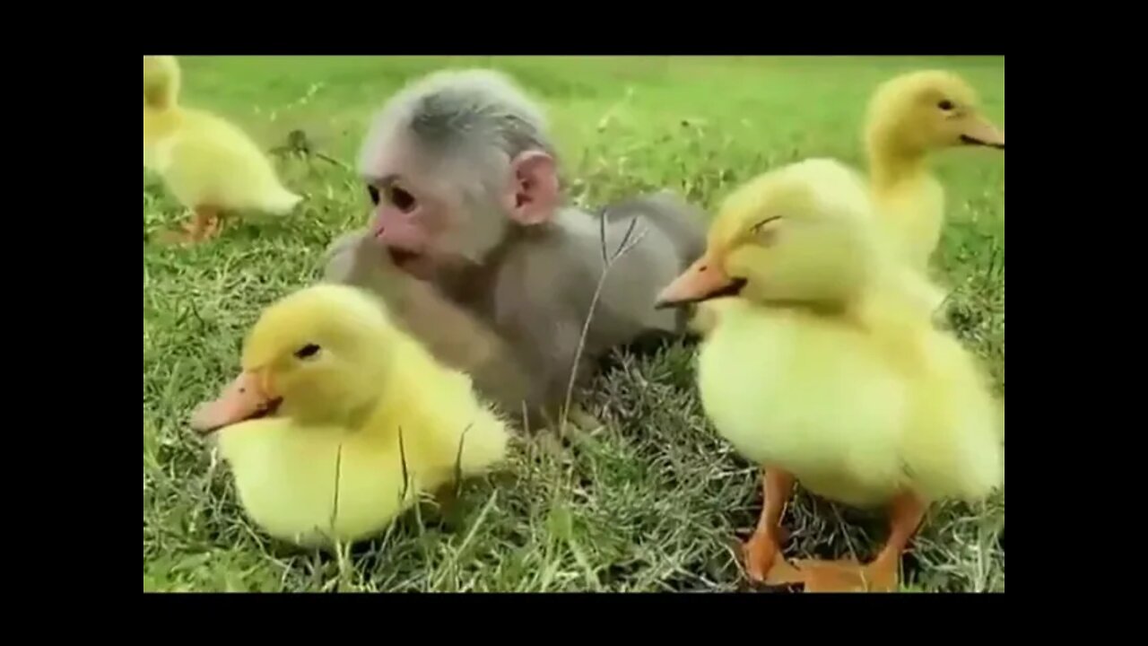 Monkey hanging out with his duck friends