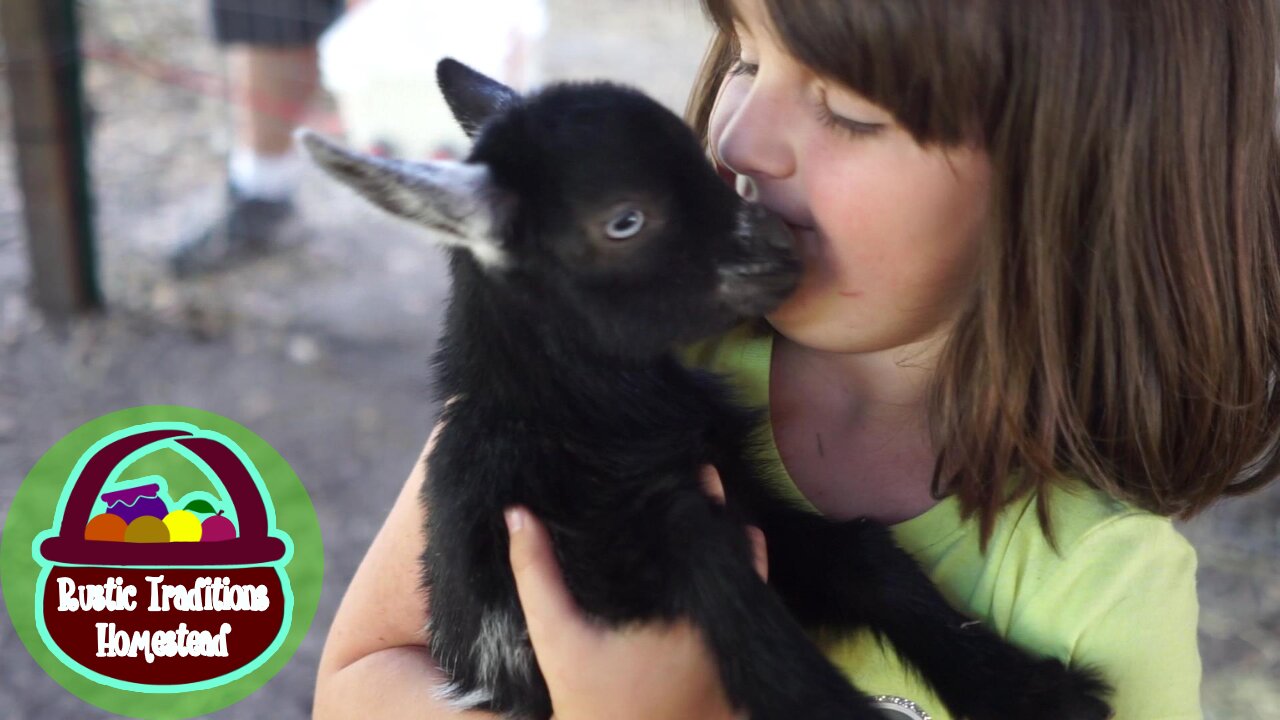 Baby Goats Playing in their pen for the FIRST time!!!