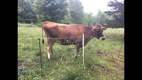 Meet the family cow and my mama rambling brain. The weather is wrong and the flies are bad!WTF