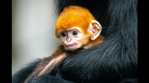 Cute baby monkey collection