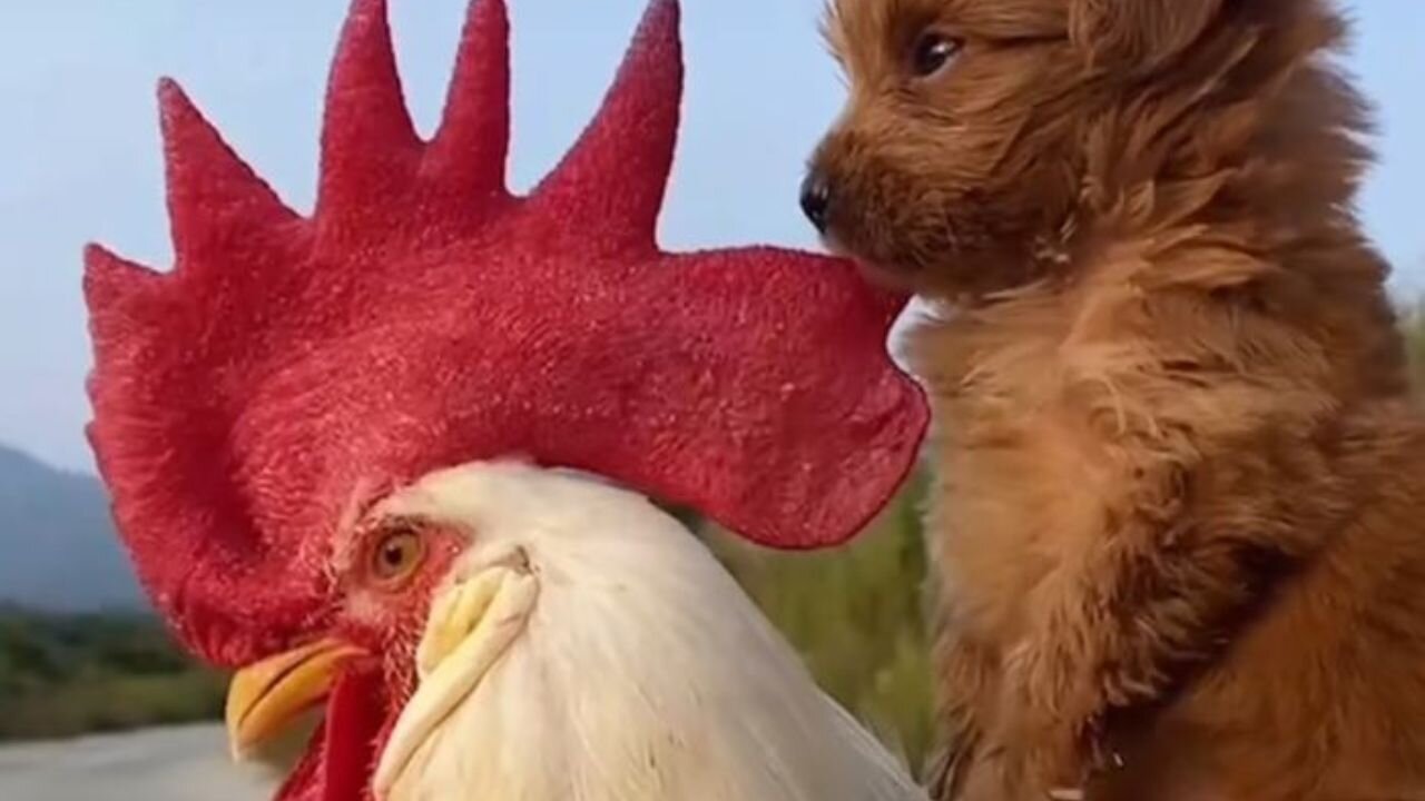 Chicken VS Dog Fight - Funny Dog