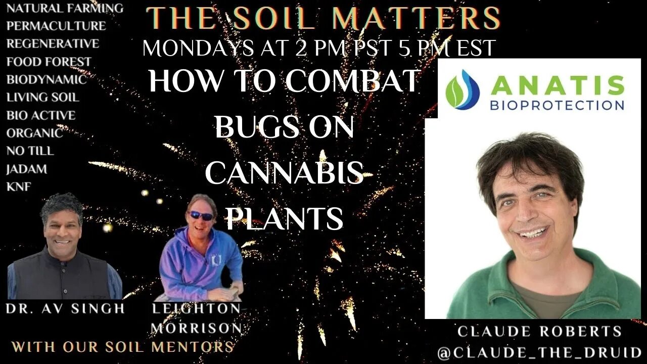 How To Combat Bugs On Cannabis Plants