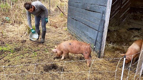 Introducing The Piglets To Pasture