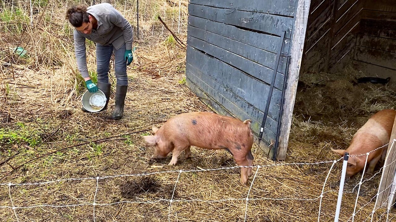 Introducing The Piglets To Pasture