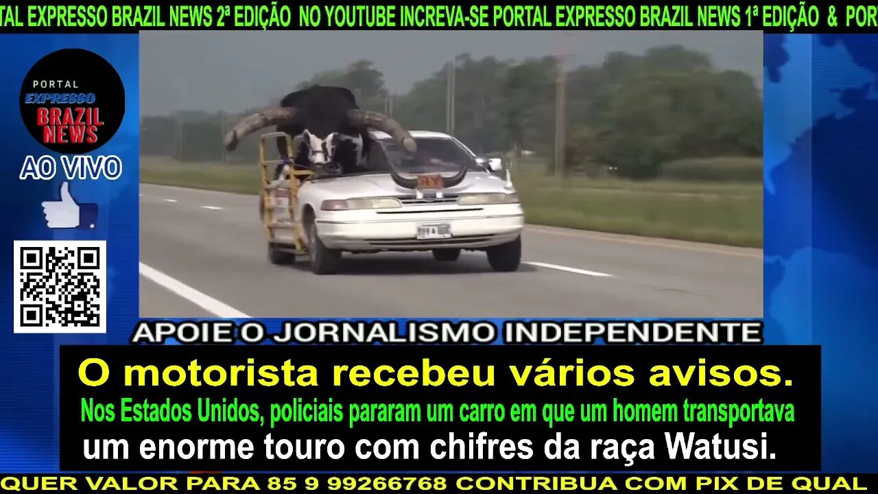 Nos Estados Unidos, policiais pararam um carro com um touro com chifres da raça Watusi.