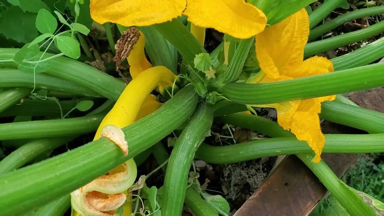 Annual garden beds, quick update.