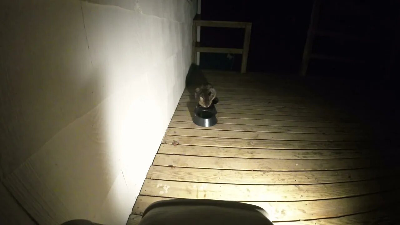 Gray Striped Cat on the Porch