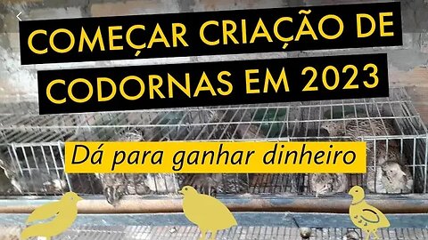 [SEM SEGREDOS] COMO COMEÇAR CRIAÇÃO DE CODORNAS EM 2023 / @viverdecodorna