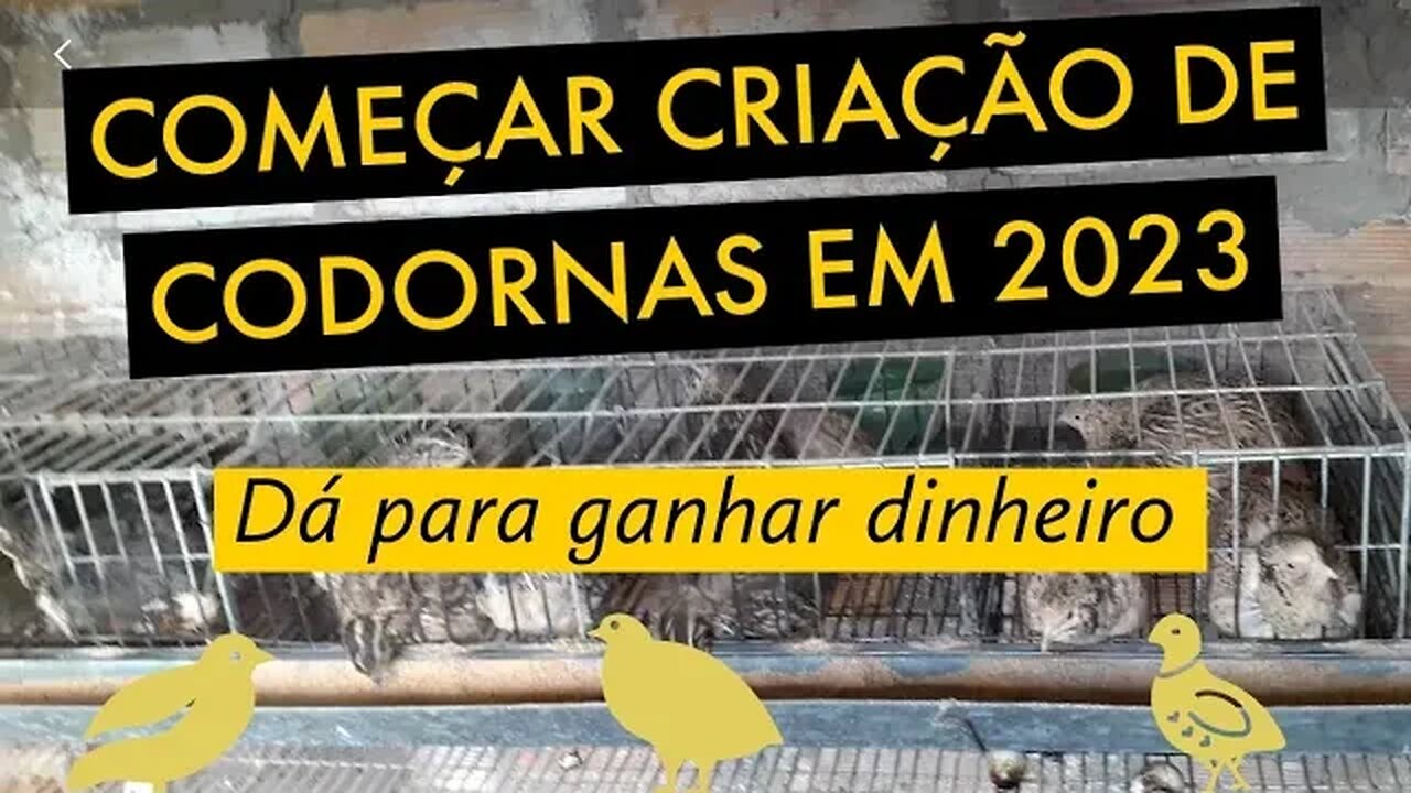 [SEM SEGREDOS] COMO COMEÇAR CRIAÇÃO DE CODORNAS EM 2023 / @viverdecodorna