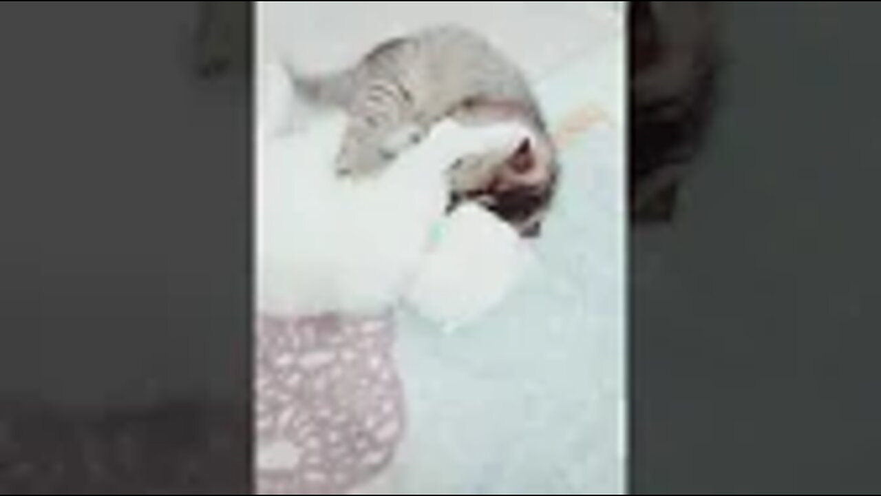 Cute and funny cat videos/#kitten #cat #kitty #funny kitten #funnycat #trending #shorts #tiktok (2)