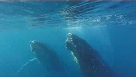 Synchronized whales in underwater ballet