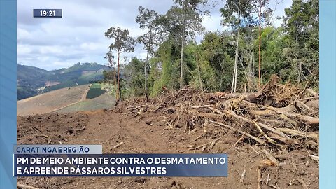 Caratinga e Região: PM de Meio Ambiente contra o Desmatamento e Apreende Pássaros Silvestres.