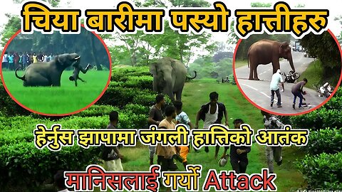 नेपालमा हात्तिको आतंक: चिया बारिमा घाइते बनाउँदै | Elephant Attack in Nepal || RIMAL VLOGS