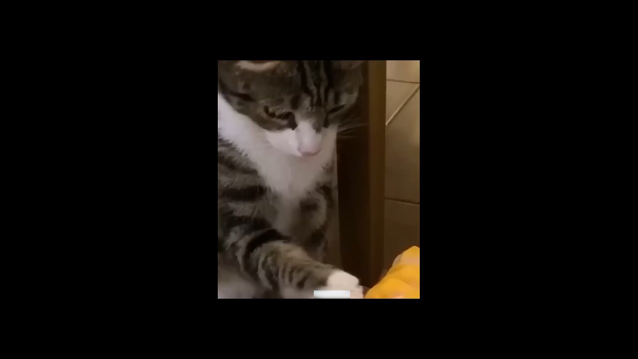 funny animal video