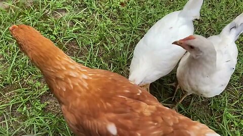 Janet’s Chicken Ranch Snack time 😉