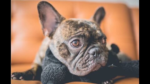 TOP 10 dog barking videos compilation 2022