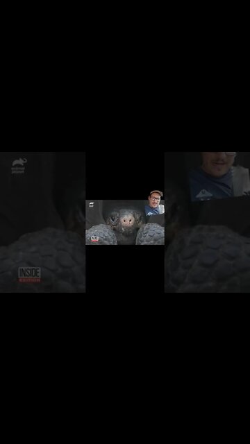 The crested gecko was thought to be extinct??