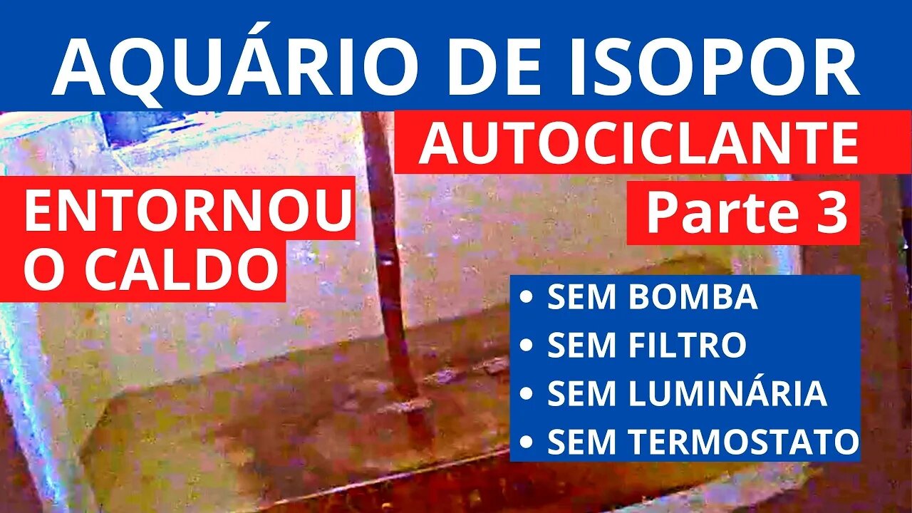 🔴 Parte 3: Aquário AUTOCICLANTE de ISOPOR DIY - Sem Filtro, Sem Termostato, Sem Luminária