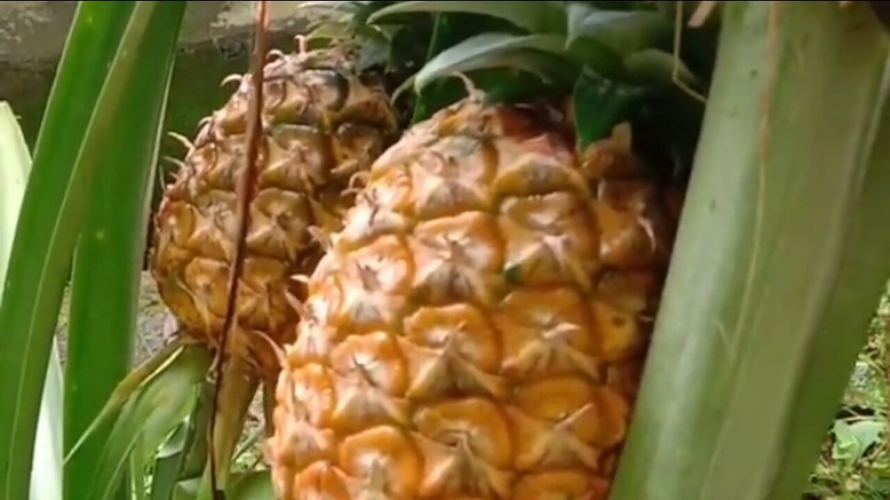 pineapple tree