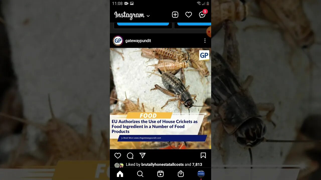 crickets