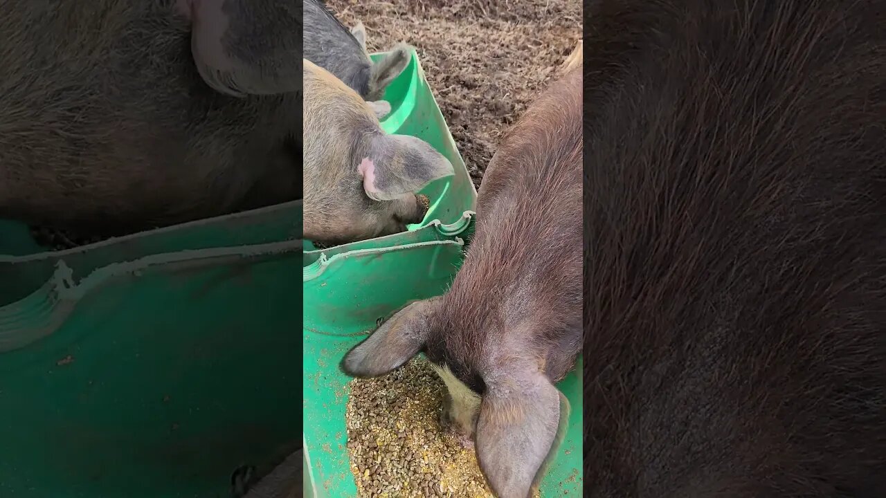 Pig Eating Up Close @UncleTimsFarm #shorts #kärnəvór #PigTalk #UncleTimLovesPigs #carnivore
