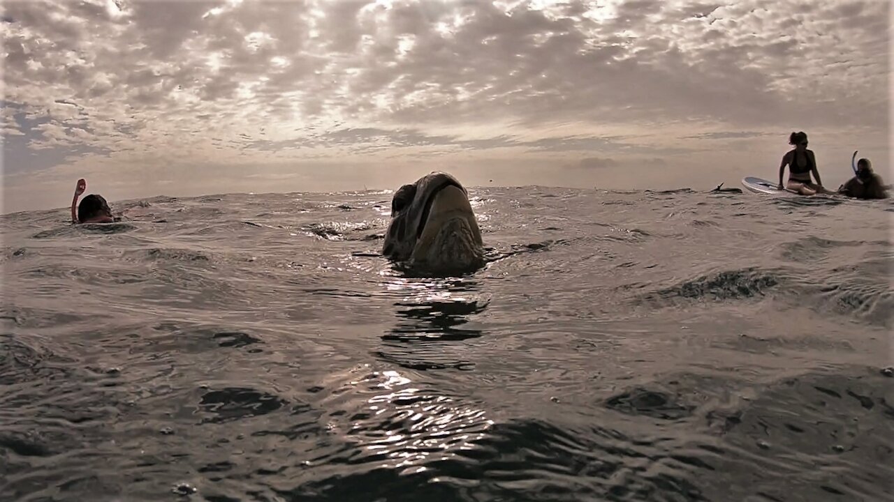 Thomas Filming Sea Turtles Giant Turtle in Waikiki near Fort DeRussy Beach on the island of Oahu