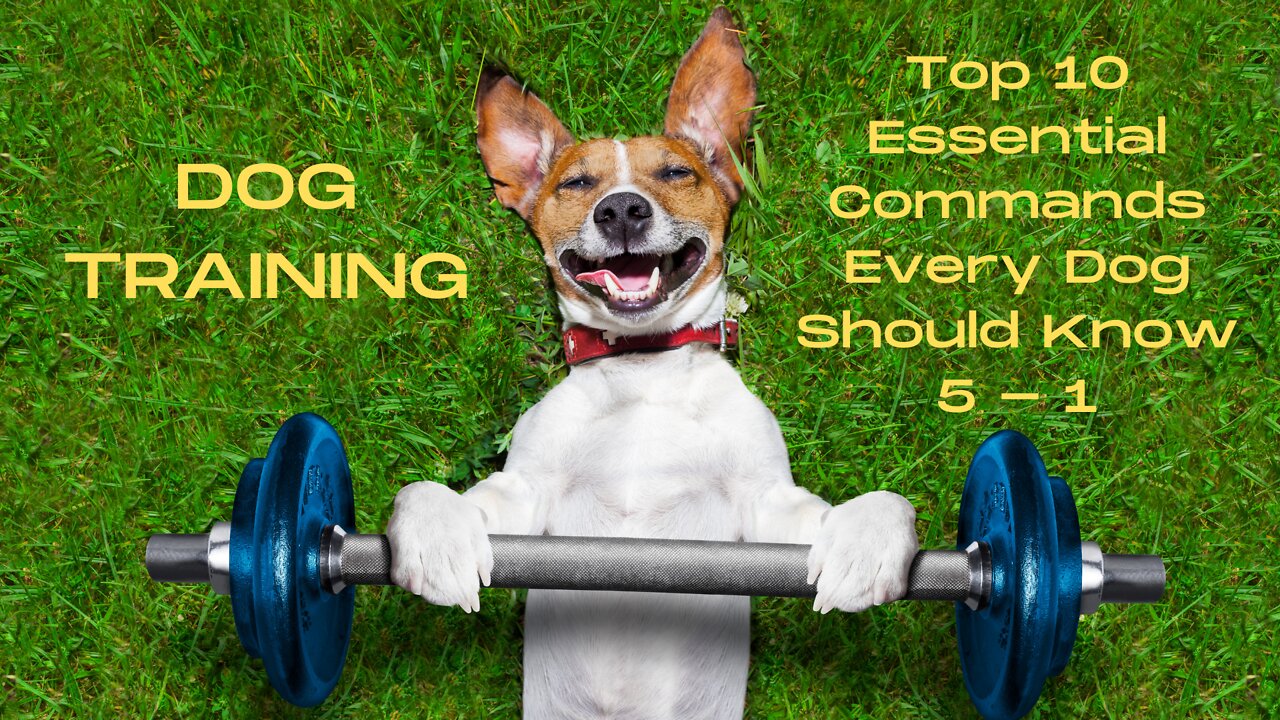 DOG Training PART 2: Top 10 Essential Commands EVERY Dog Should Know (Counting Down 5 - 1)