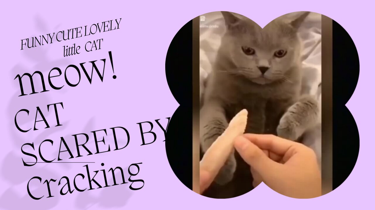 FUNNY CUTE CAT AFRAID OF CRACKING