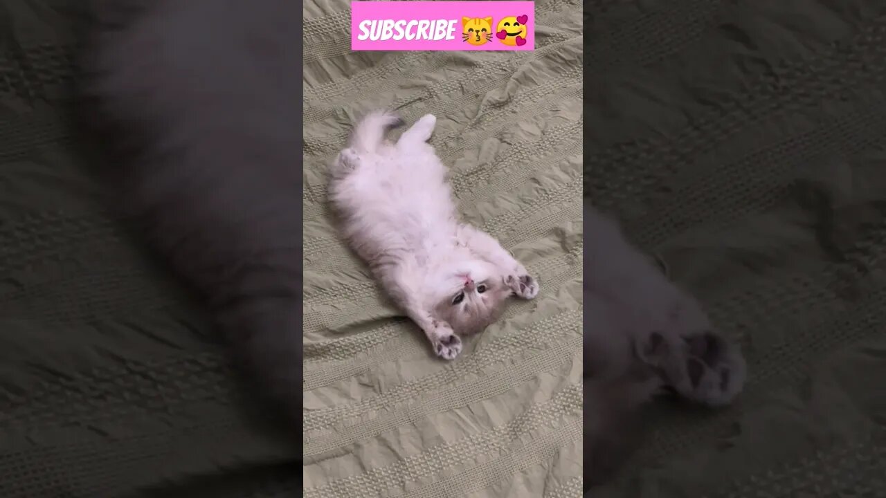 So Cute Cat Baby! in home || 🥰😽|| 58 - #shortsfeed #youtubepets #shrots #shortsvideo