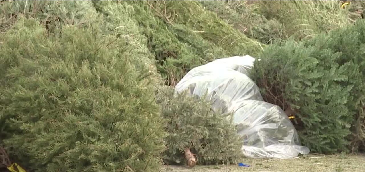 How to recycle your Christmas tree in Las Vegas