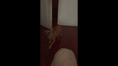 Dog gets so excited to see me after a long day at work ( unbelievable reaction must watch