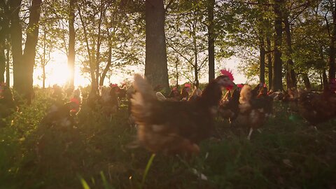 The Eagle Among Chickens: A Tale of Rediscovery
