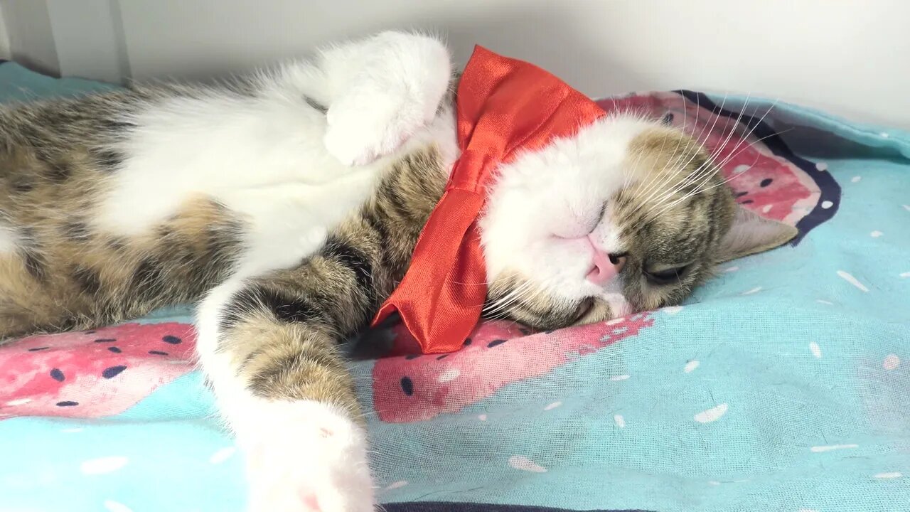 Cat with Bow Sleeps upside Down