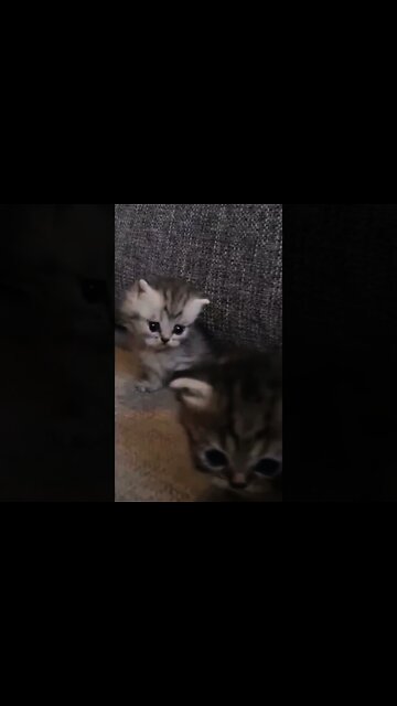 Funny Cats and Kittens Playing #shorts