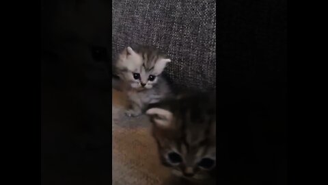 Funny Cats and Kittens Playing #shorts